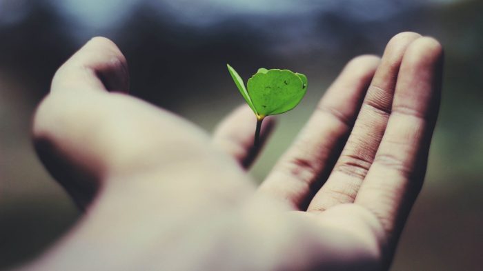 Hand holding a floating green plant