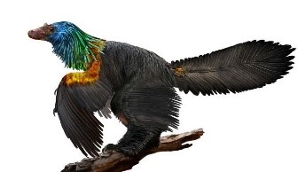 A feathered dinosaur