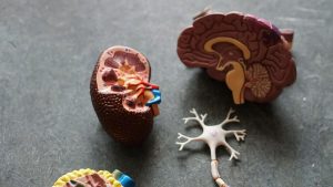 Cognitive Overload